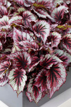 Lot De 3 Bégonias Beleaf – Plante D'Intérieur