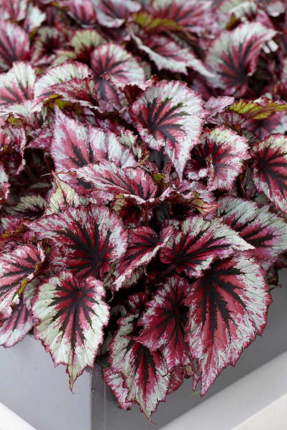 Lot De 3 Bégonias Beleaf – Plante D'Intérieur