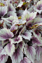 Lot De 3 Bégonias Beleaf – Plante D'Intérieur