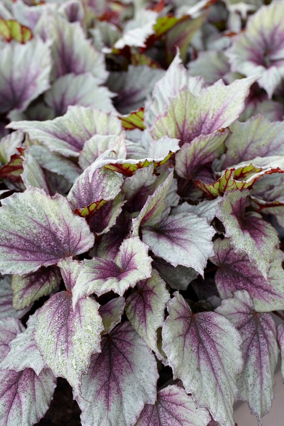 Lot De 3 Bégonias Beleaf – Plante D'Intérieur