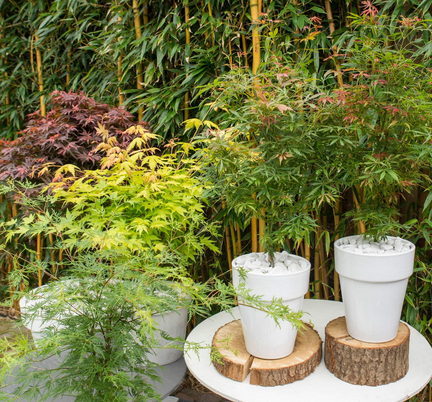 Lot De 4 Érables Du Japon – Plante D'Extérieur