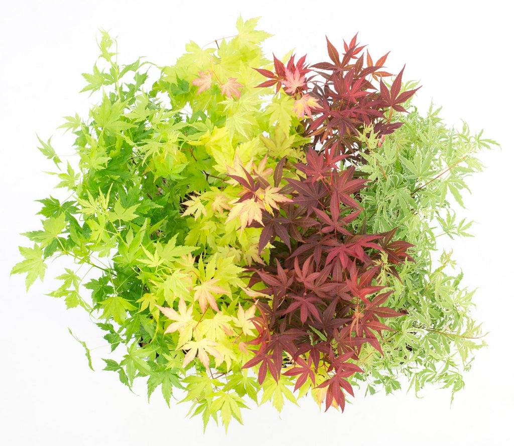 Lot De 4 Érables Du Japon – Plante D'Extérieur