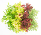 Lot De 4 Érables Du Japon – Plante D'Extérieur