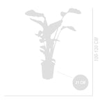 Strelitzia Nicolai – Plante D'Intérieur
