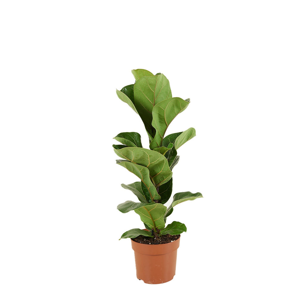 Petit Ficus Lyrata – Plante D'Intérieur