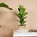 Petit Ficus Lyrata – Plante D'Intérieur