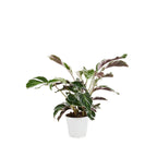 Calathéa Fusion White – Plante D'Intérieur