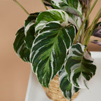 Calathéa Fusion White – Plante D'Intérieur
