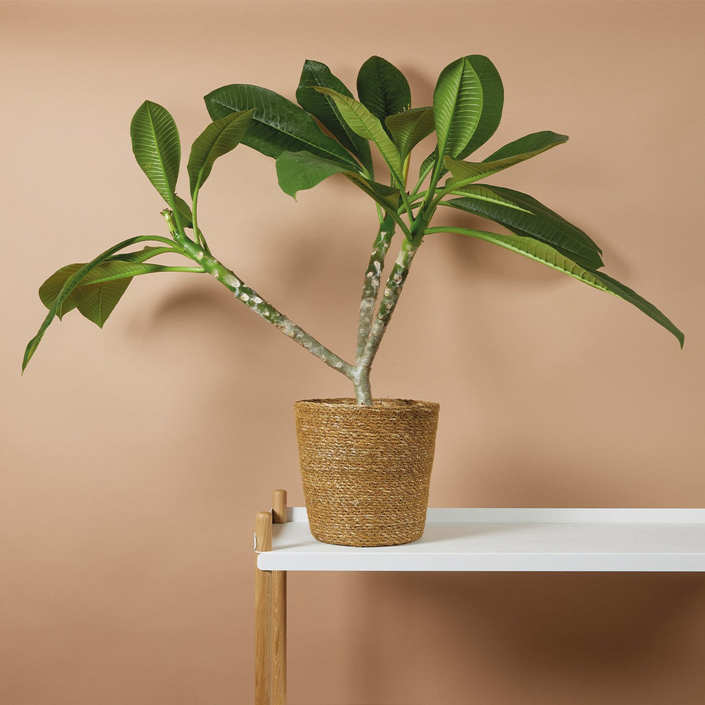 Plumeria Frangipani – Plante D'Intérieur