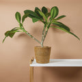 Plumeria Frangipani – Plante D'Intérieur