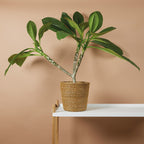 Plumeria Frangipani – Plante D'Intérieur