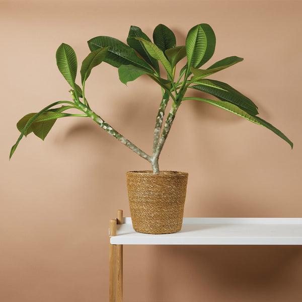 Plumeria Frangipani – Plante D'Intérieur