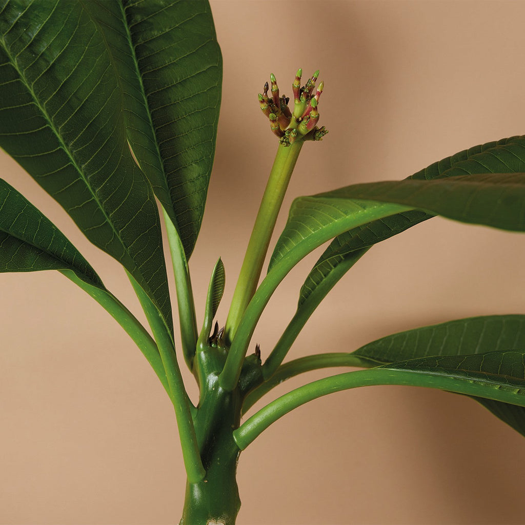 Plumeria Frangipani – Plante D'Intérieur