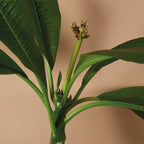Plumeria Frangipani – Plante D'Intérieur