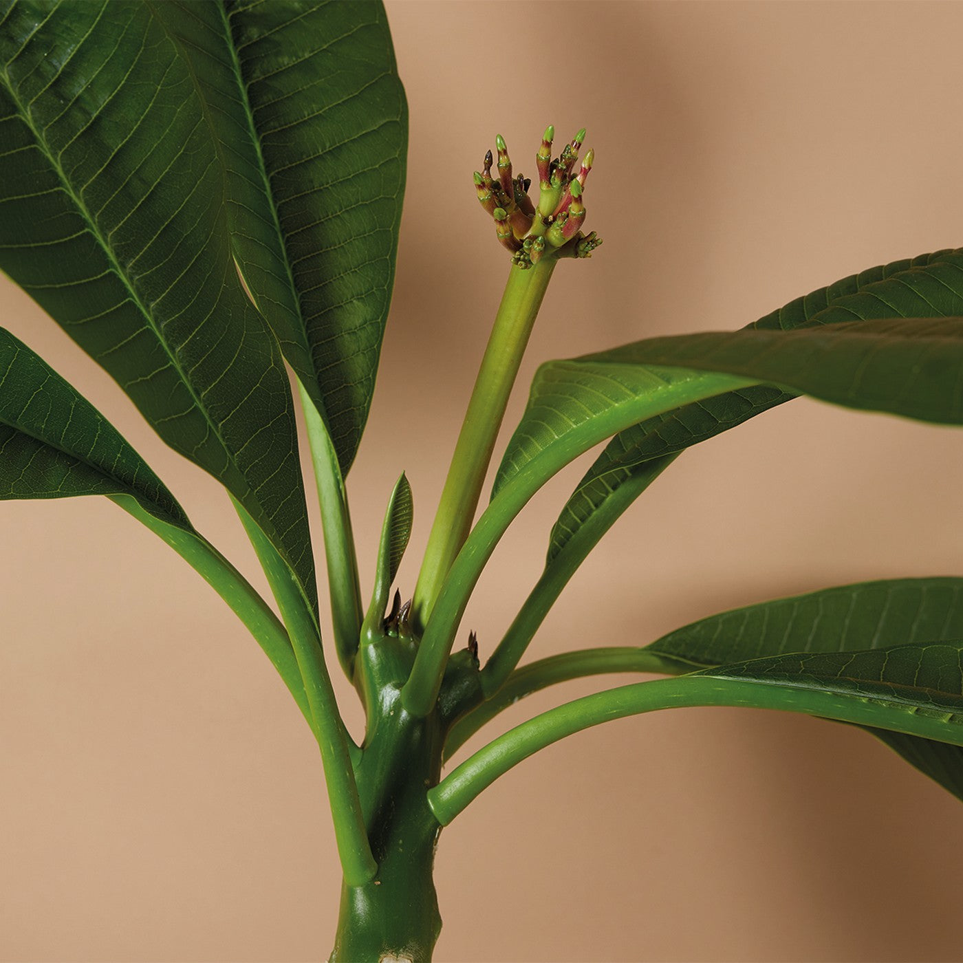 Plumeria Frangipani – Plante D'Intérieur