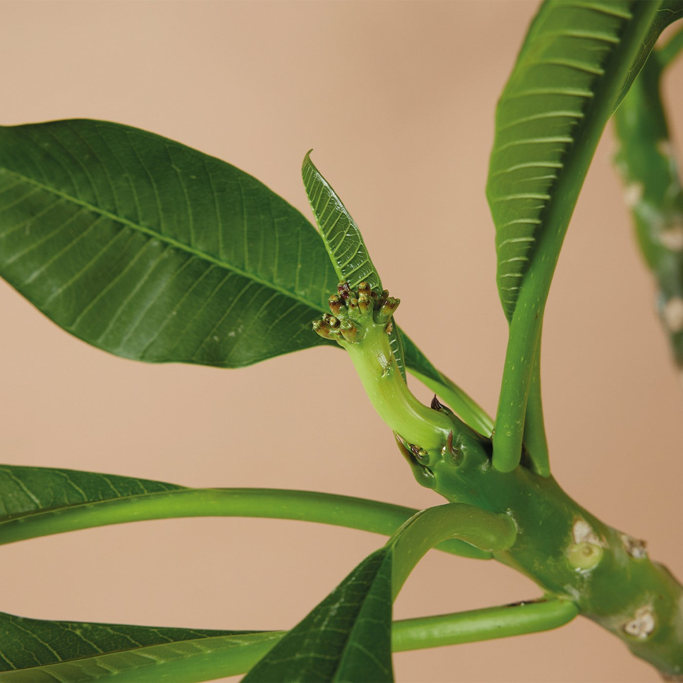 Plumeria Frangipani – Plante D'Intérieur