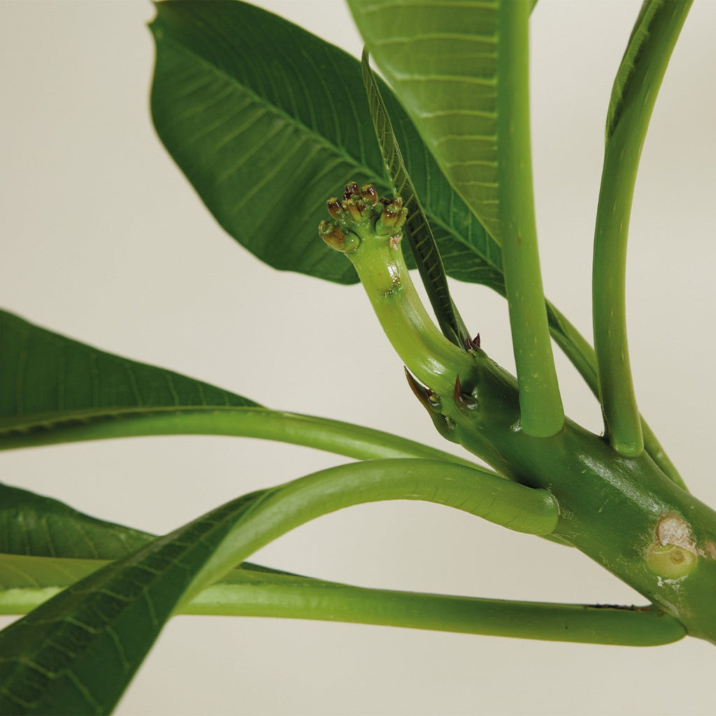 Plumeria Frangipani – Plante D'Intérieur
