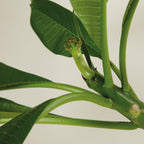 Plumeria Frangipani – Plante D'Intérieur
