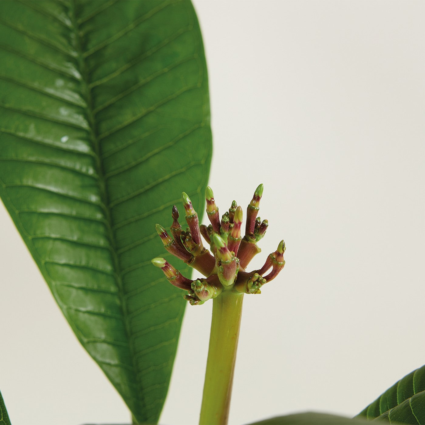 Plumeria Frangipani – Plante D'Intérieur
