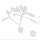 Plumeria Frangipani – Plante D'Intérieur