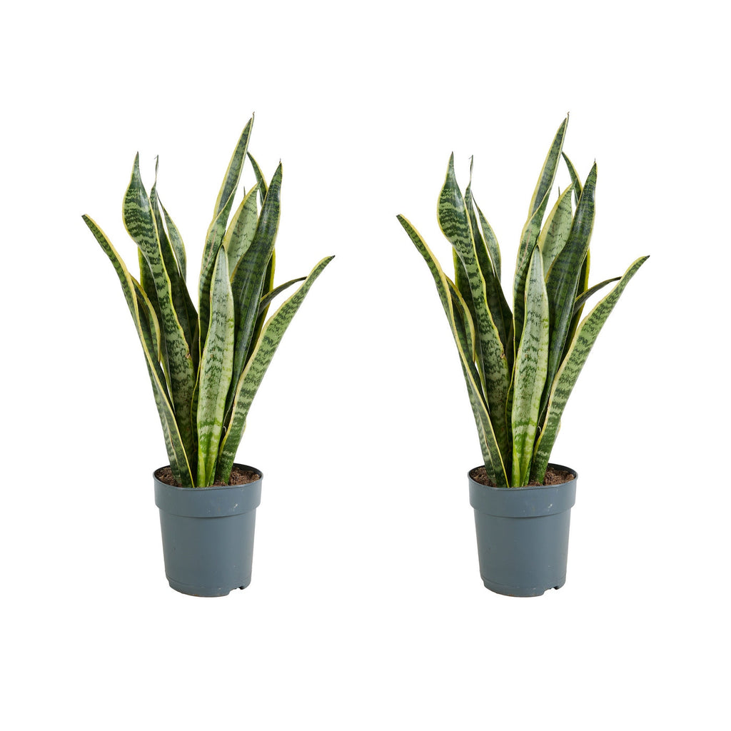 Lot De 2 Sansevières Laurentii – Plante D'Intérieur