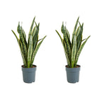 Lot De 2 Sansevières Laurentii – Plante D'Intérieur