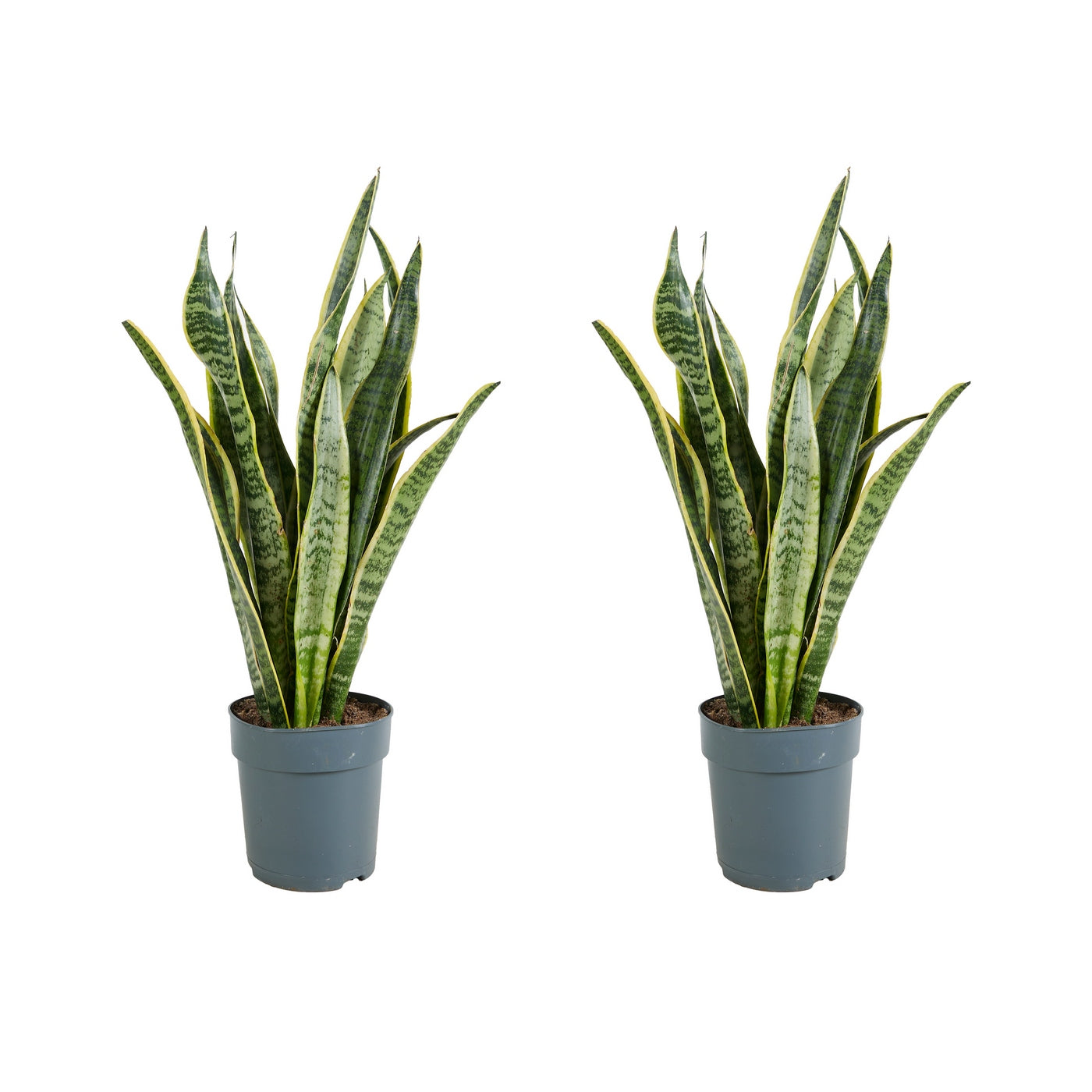 Lot De 2 Sansevières Laurentii – Plante D'Intérieur
