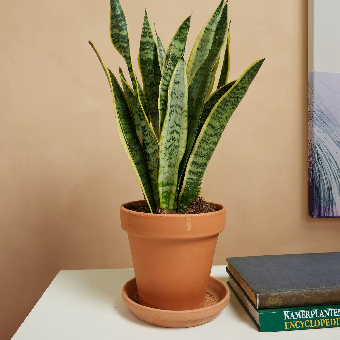 Lot De 2 Sansevières Laurentii – Plante D'Intérieur