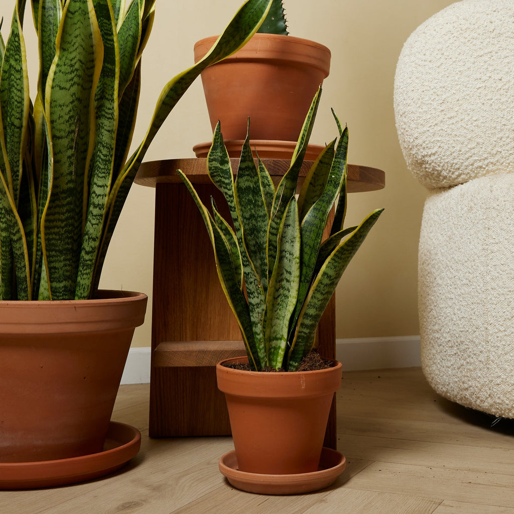 Lot De 2 Sansevières Laurentii – Plante D'Intérieur