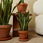 Lot De 2 Sansevières Laurentii – Plante D'Intérieur