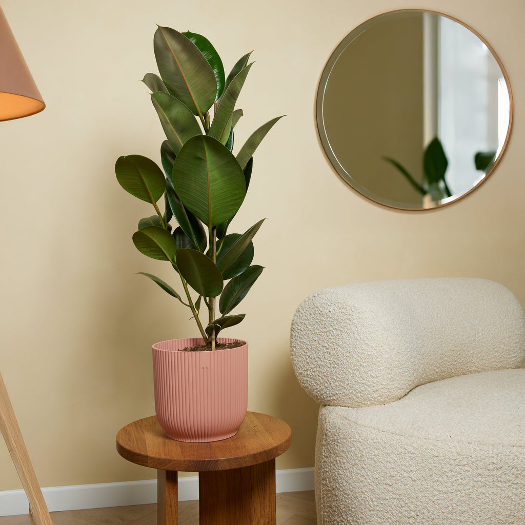 Ficus Elastica Robusta – Plante D'Intérieur
