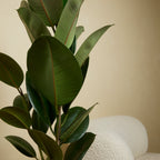 Ficus Elastica Robusta – Plante D'Intérieur