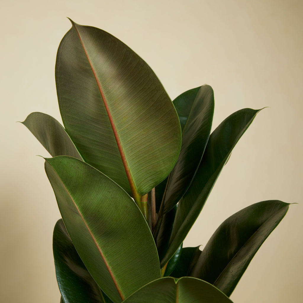 Ficus Elastica Robusta – Plante D'Intérieur