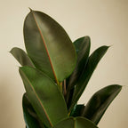 Ficus Elastica Robusta – Plante D'Intérieur