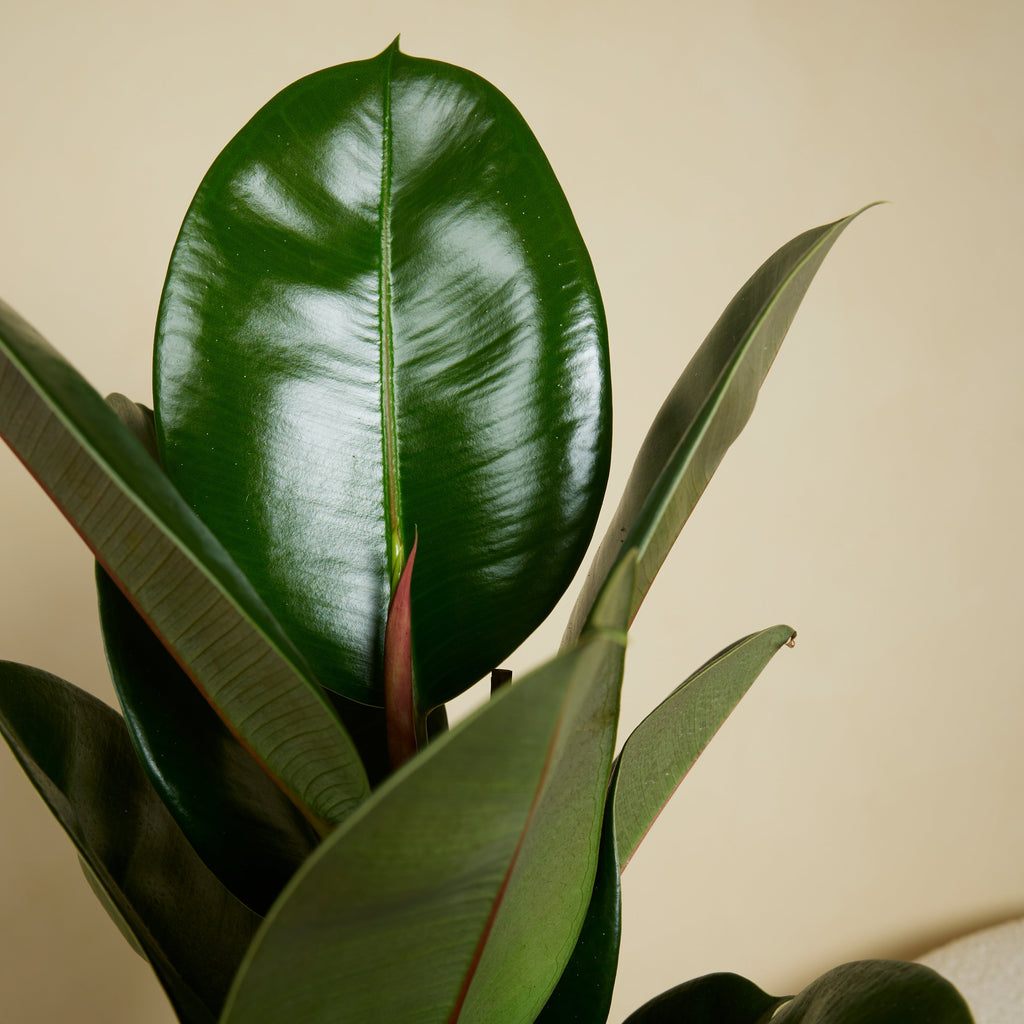 Ficus Elastica Robusta – Plante D'Intérieur
