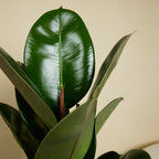 Ficus Elastica Robusta – Plante D'Intérieur