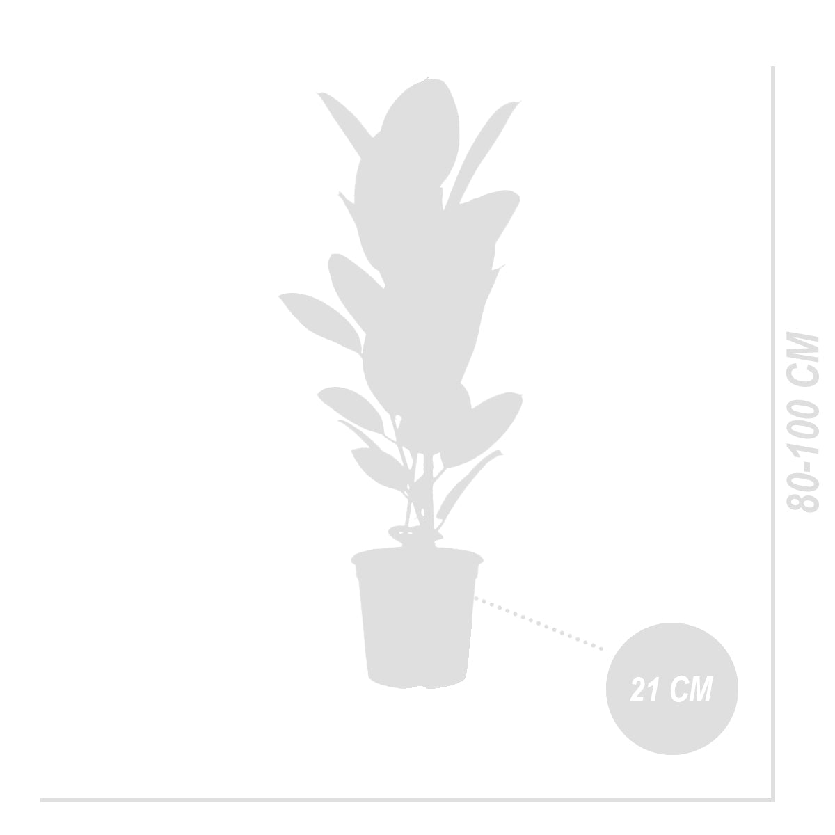 Ficus Elastica Robusta – Plante D'Intérieur