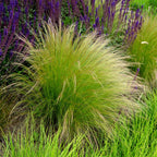 Lot De 3 Stipa – Plante D'Extérieur