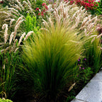 Lot De 3 Stipa – Plante D'Extérieur