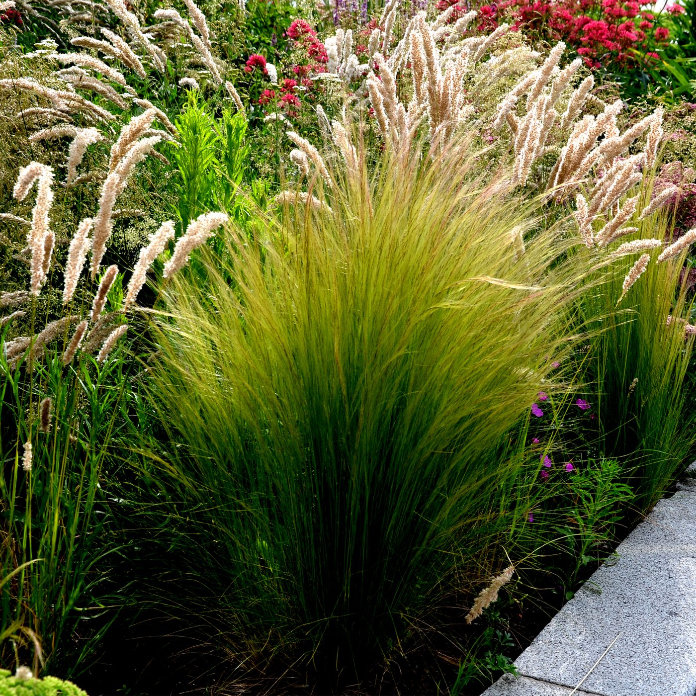 Lot De 3 Stipa – Plante D'Extérieur