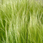 Lot De 3 Stipa – Plante D'Extérieur