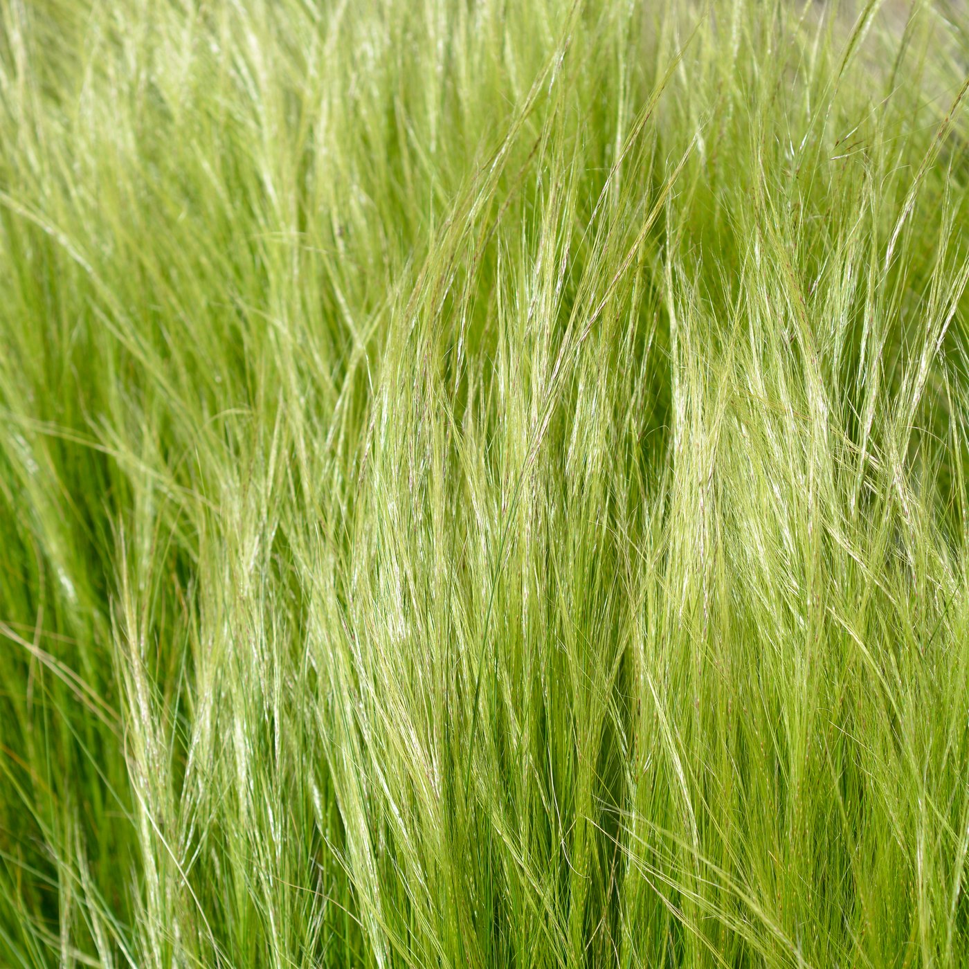 Lot De 3 Stipa – Plante D'Extérieur