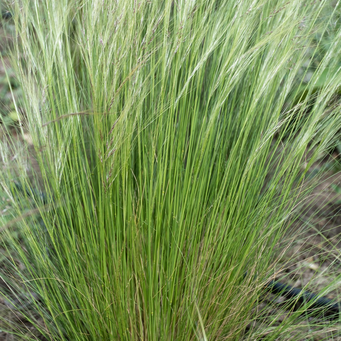 Lot De 3 Stipa – Plante D'Extérieur