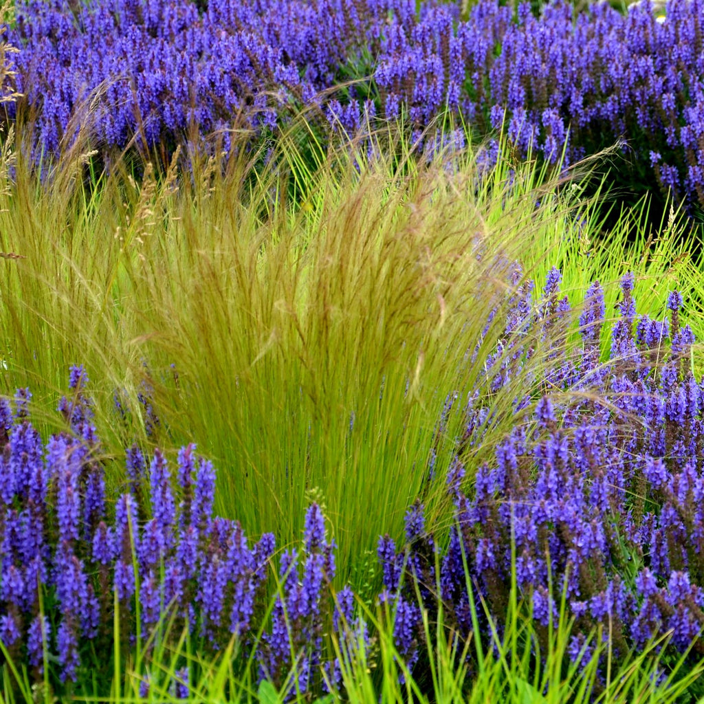 Lot De 3 Stipa – Plante D'Extérieur