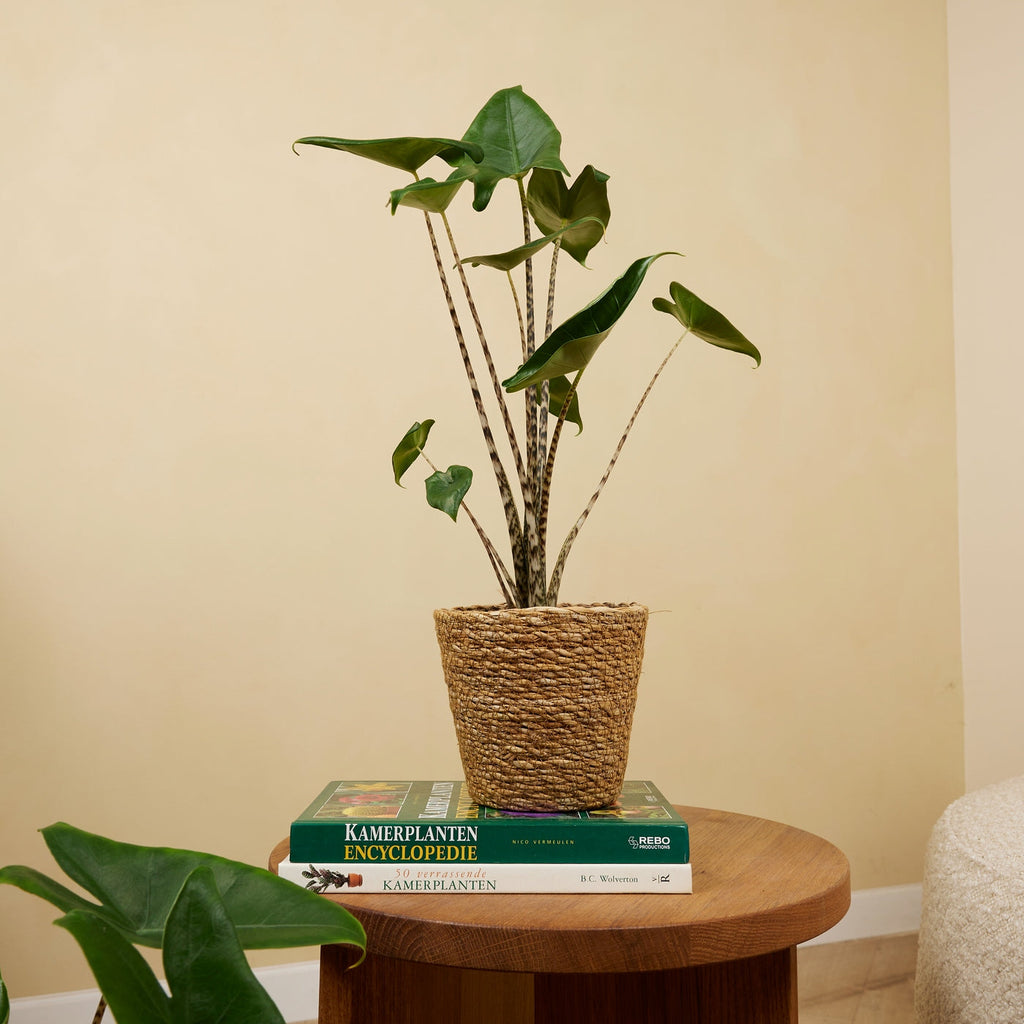 Alocasia Zebrina – Plante D'Intérieur