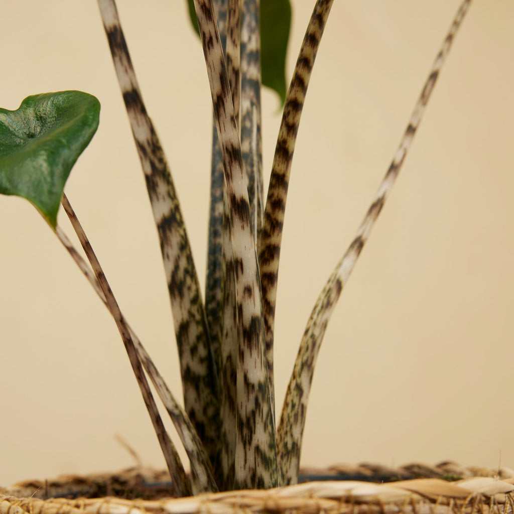Alocasia Zebrina – Plante D'Intérieur