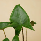 Alocasia Zebrina – Plante D'Intérieur
