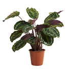 Calathéa Médaillon – Plante D'Intérieur