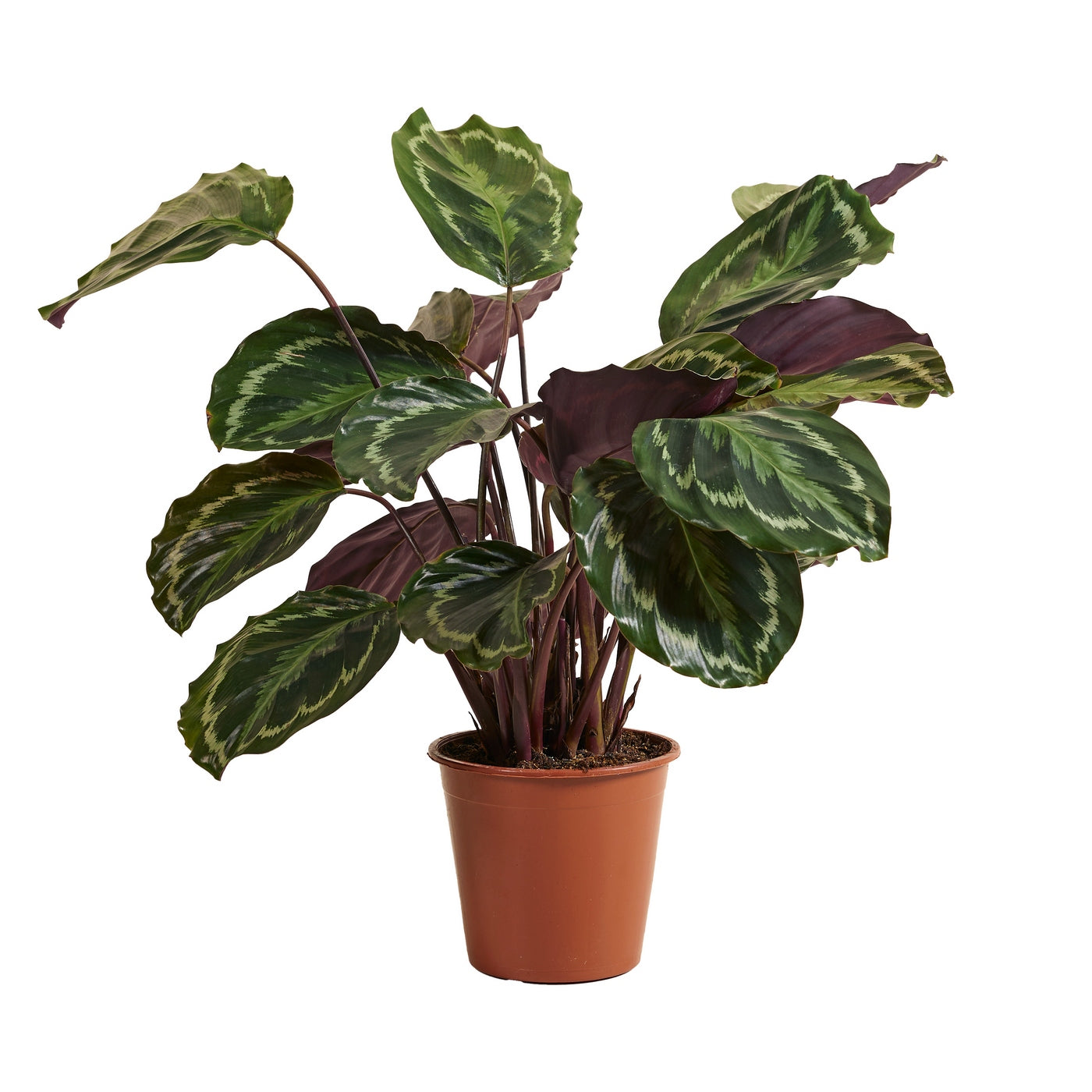 Calathéa Médaillon – Plante D'Intérieur