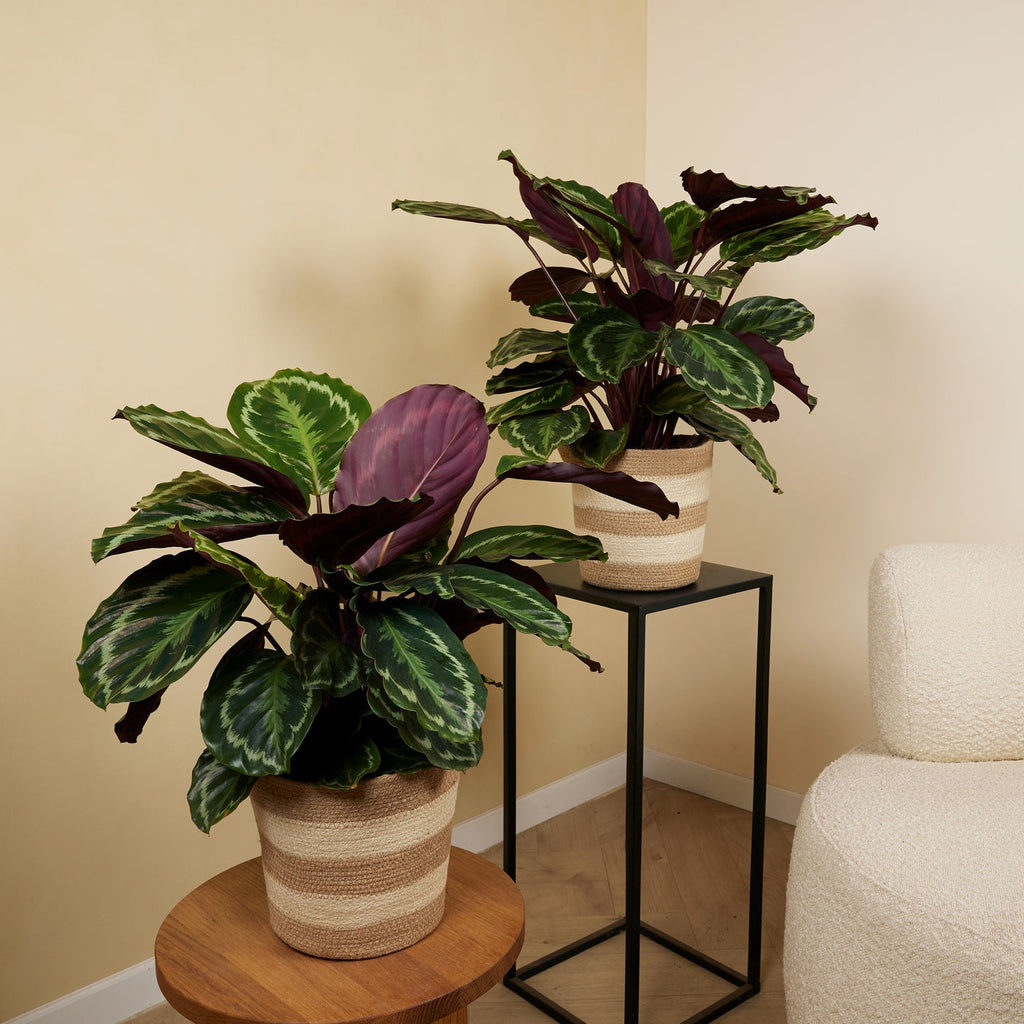 Calathéa Médaillon – Plante D'Intérieur